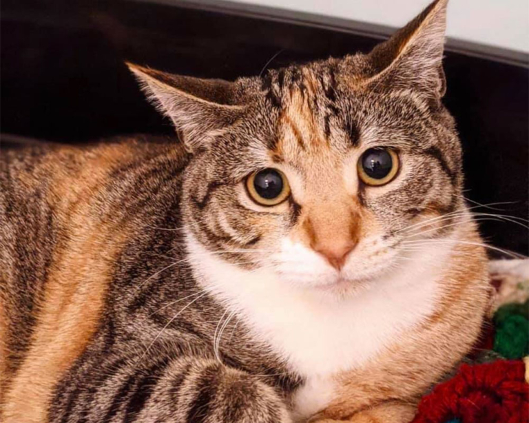 Darbster Kitty Kitten & Cat Adoption in New England