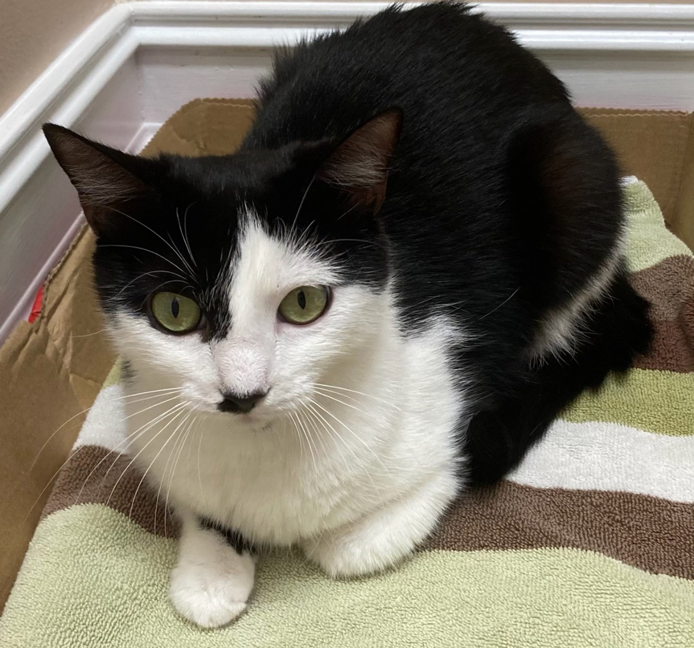 Adopt a Kitten or Cat Darbster Kitty New England