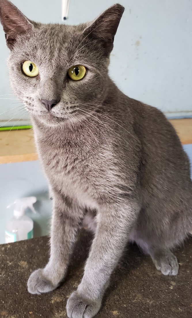 Adopt a Kitten or Cat Darbster Kitty New England