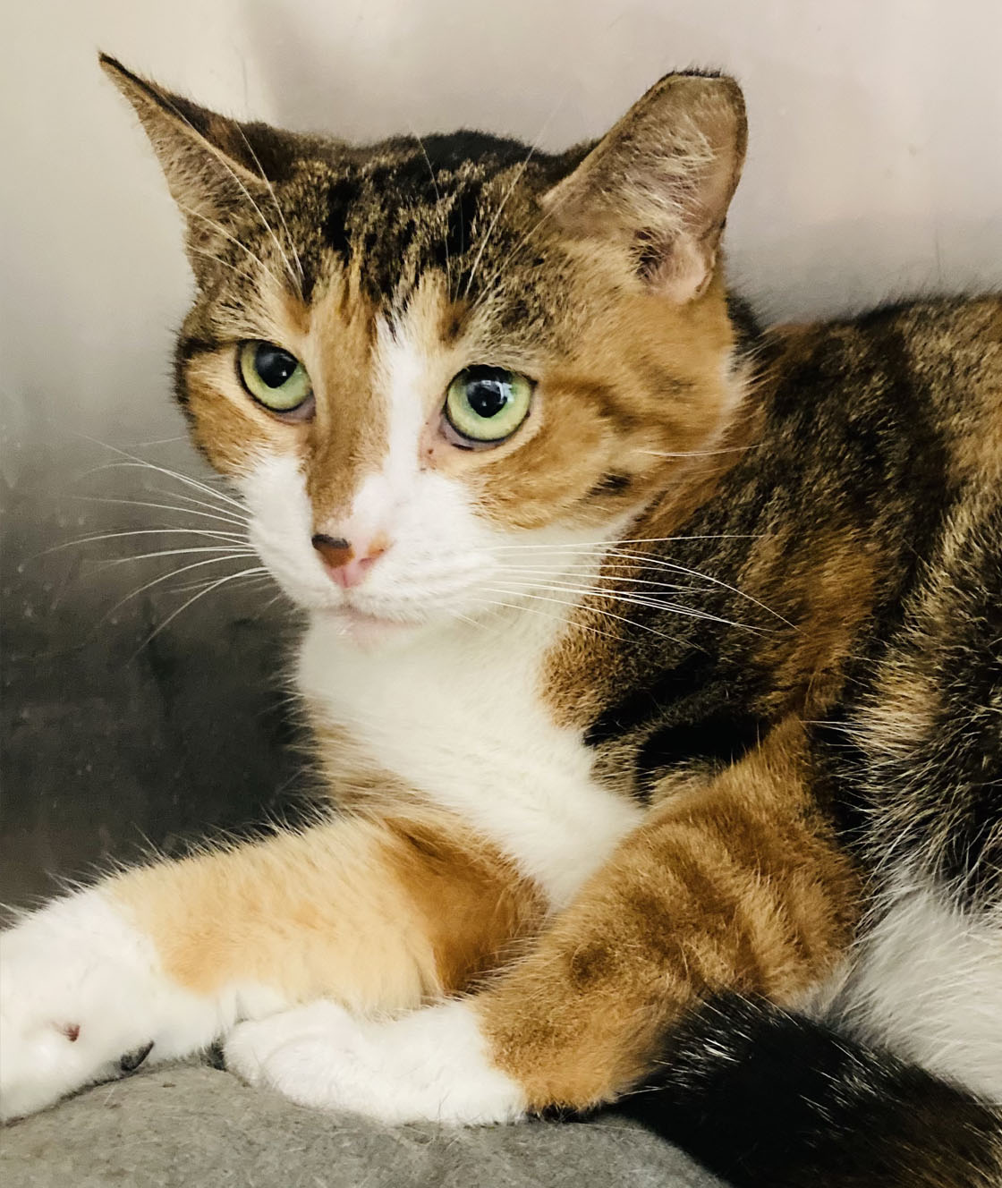 Adopt a Kitten or Cat Darbster Kitty New England