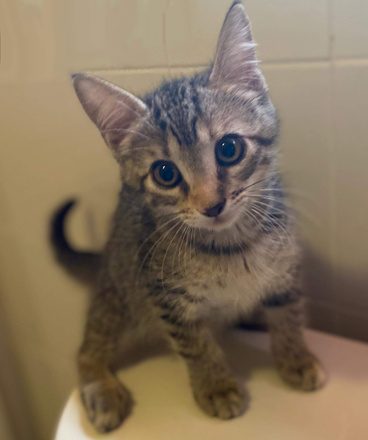 Adopt a Kitten or Cat Darbster Kitty New England