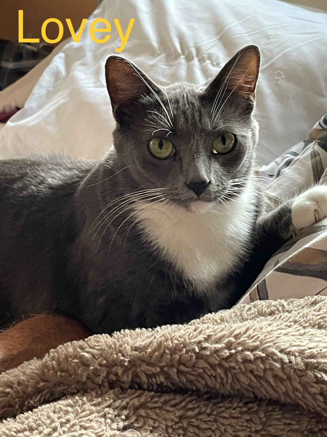 Adopt a Kitten or Cat Darbster Kitty New England