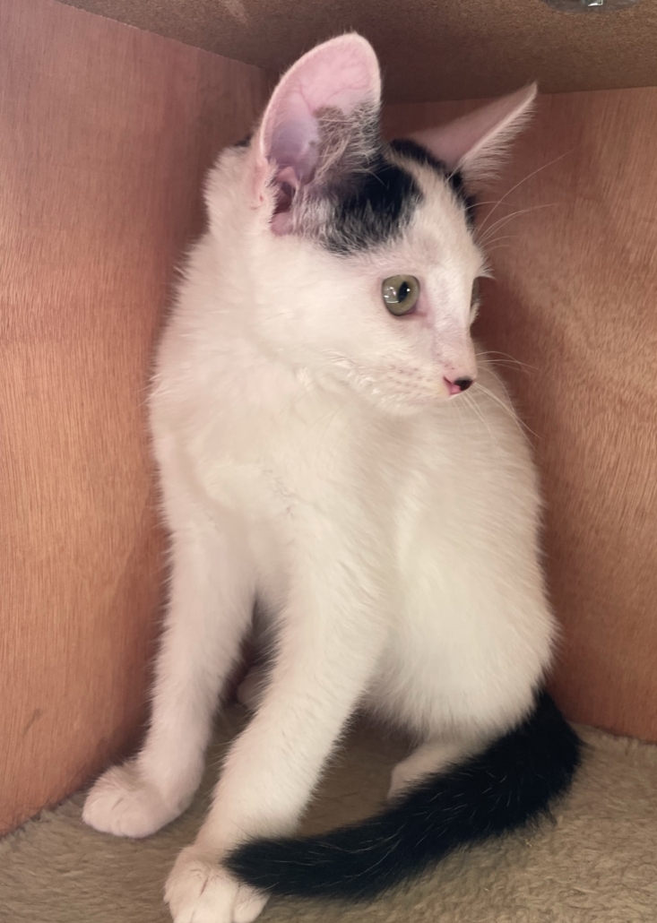 Adopt a Kitten or Cat Darbster Kitty New England