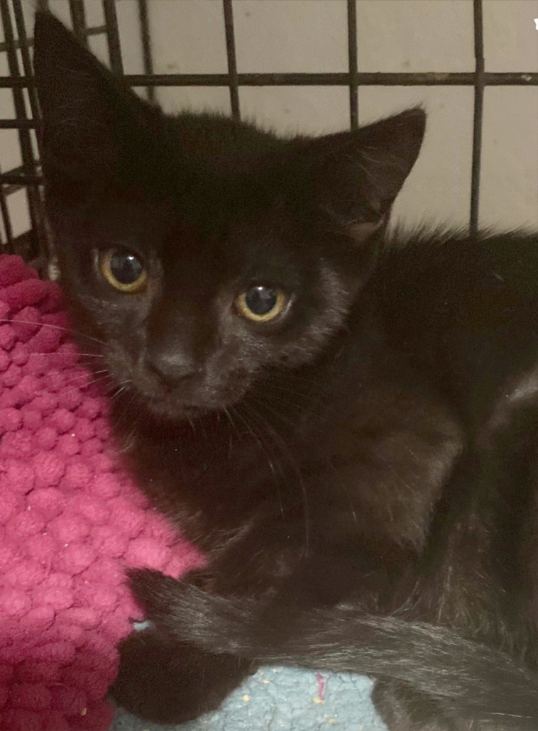 Adopt a Kitten or Cat Darbster Kitty New England