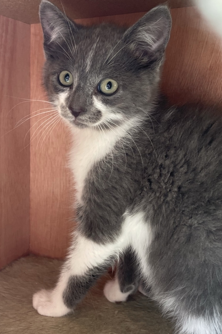 Adopt a Kitten or Cat Darbster Kitty New England