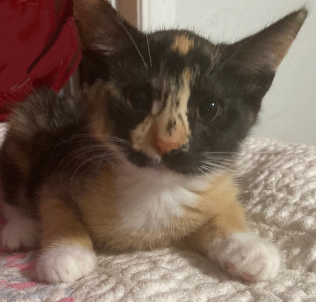 Adopt a Kitten or Cat Darbster Kitty New England