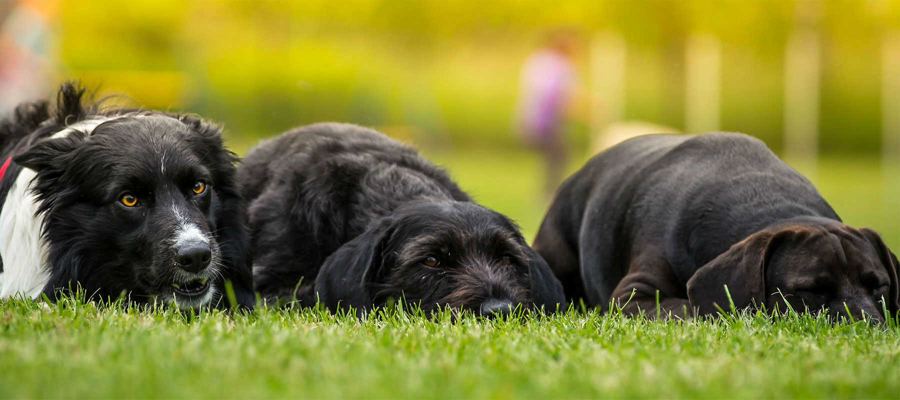 Darbster dog hotsell